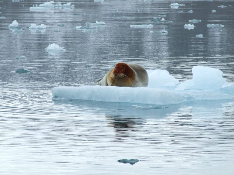 Learning About The Climate Change: Effects On The Arctic - Vicorob